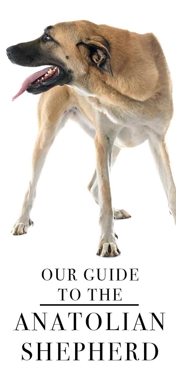 anatolian shepherd guide