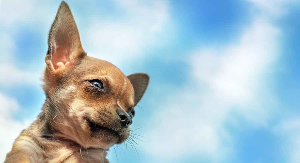 dome head chihuahua