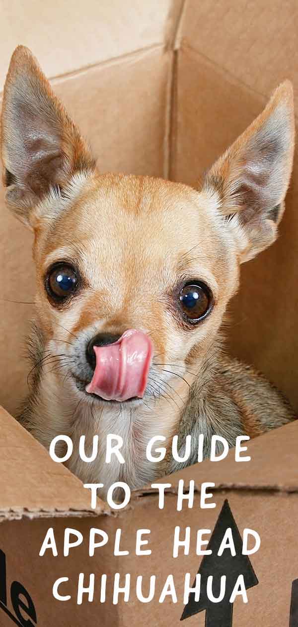 picture of an apple head chihuahua