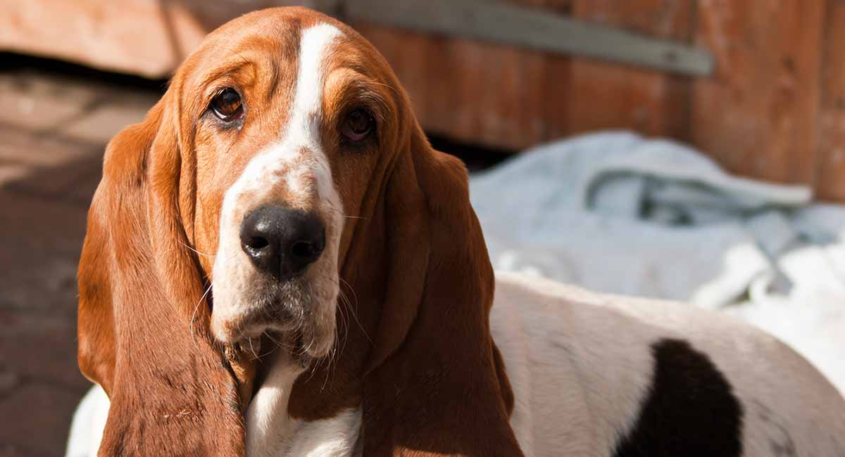 blue eyed basset hound