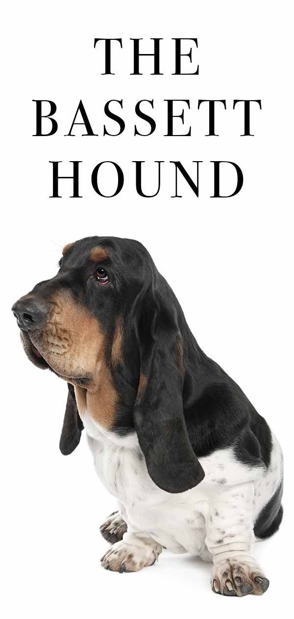 Basset Hound The Droopy Dog Packed With Personality