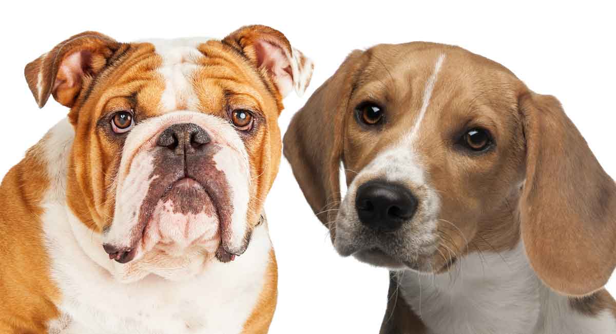 Beabull The Beagle English Bulldog Mix