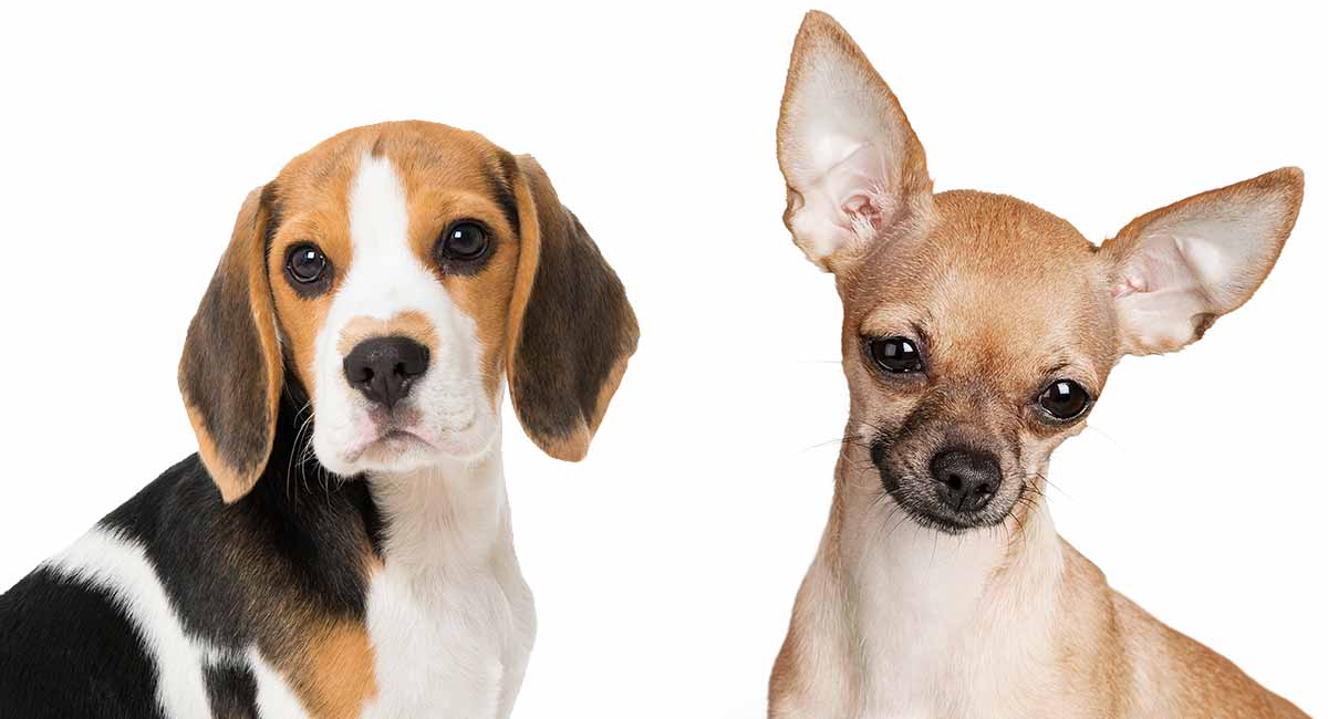 Beagles Mixed Breeds