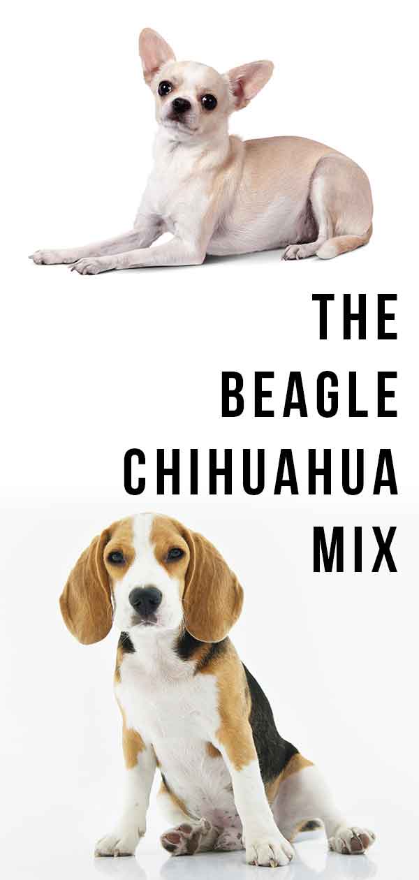 are cheagles good dogs