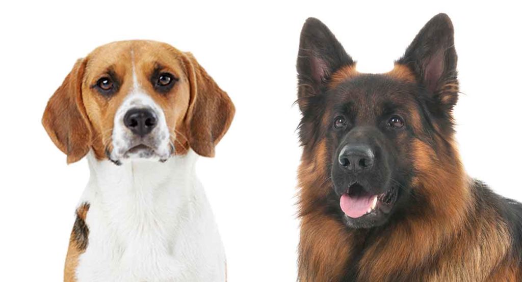 Beagle German Shepherd Mix dos razas populares combinadas Below Zero