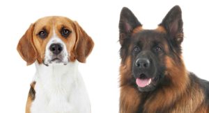 beagle mixes