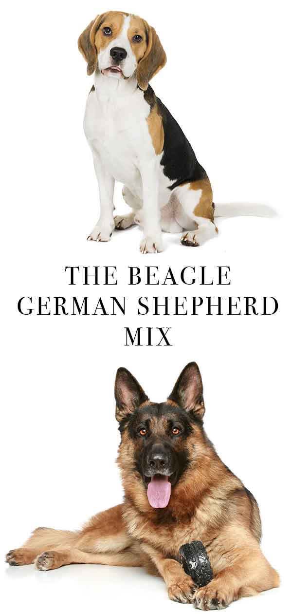 beagle german shepherd mix