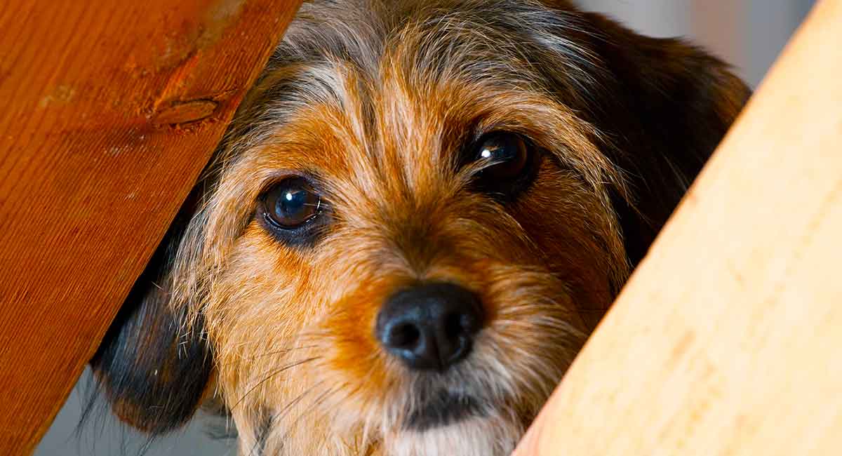 yorkie mix dogs