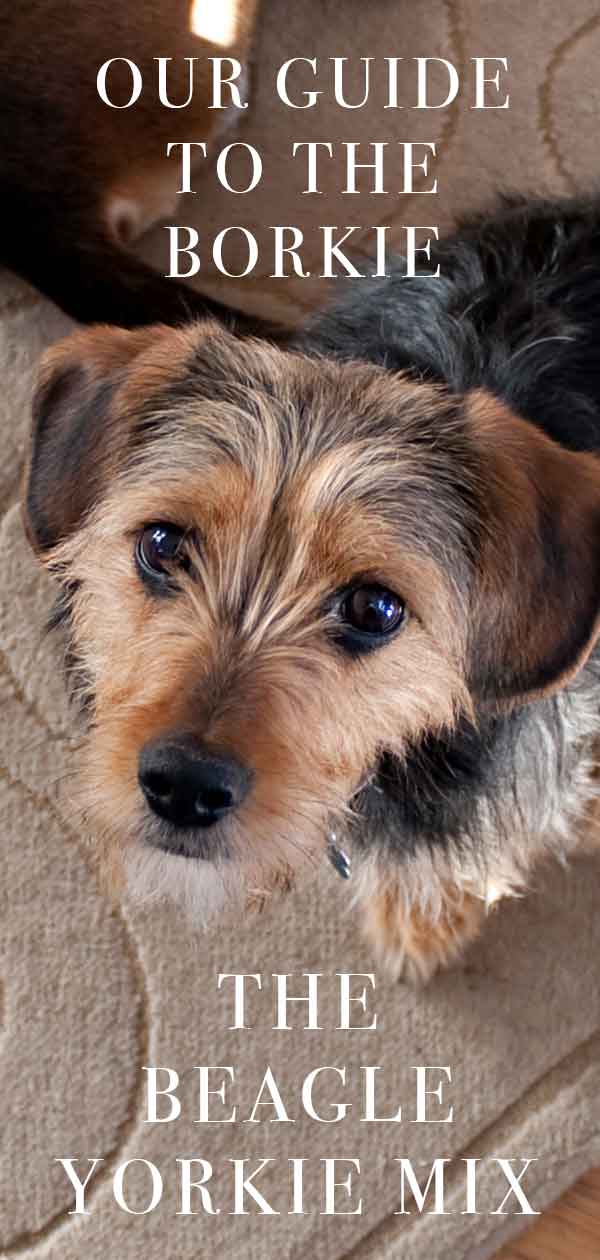 Beagle Yorkie Mix - Meet The Borkie!