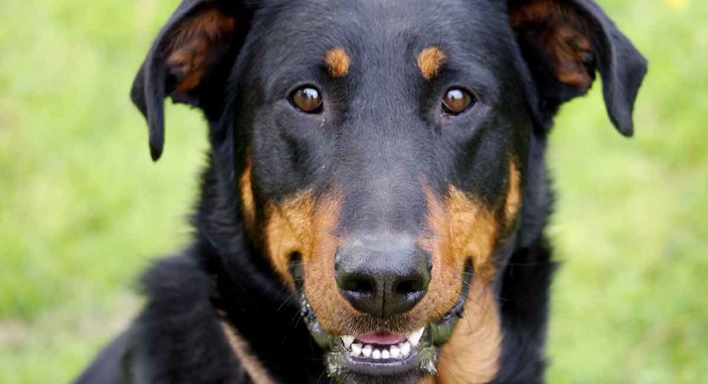 beauceron guard dog