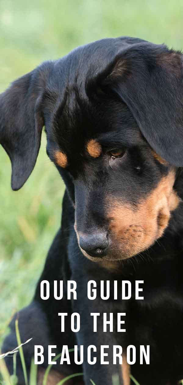 beauceron guide