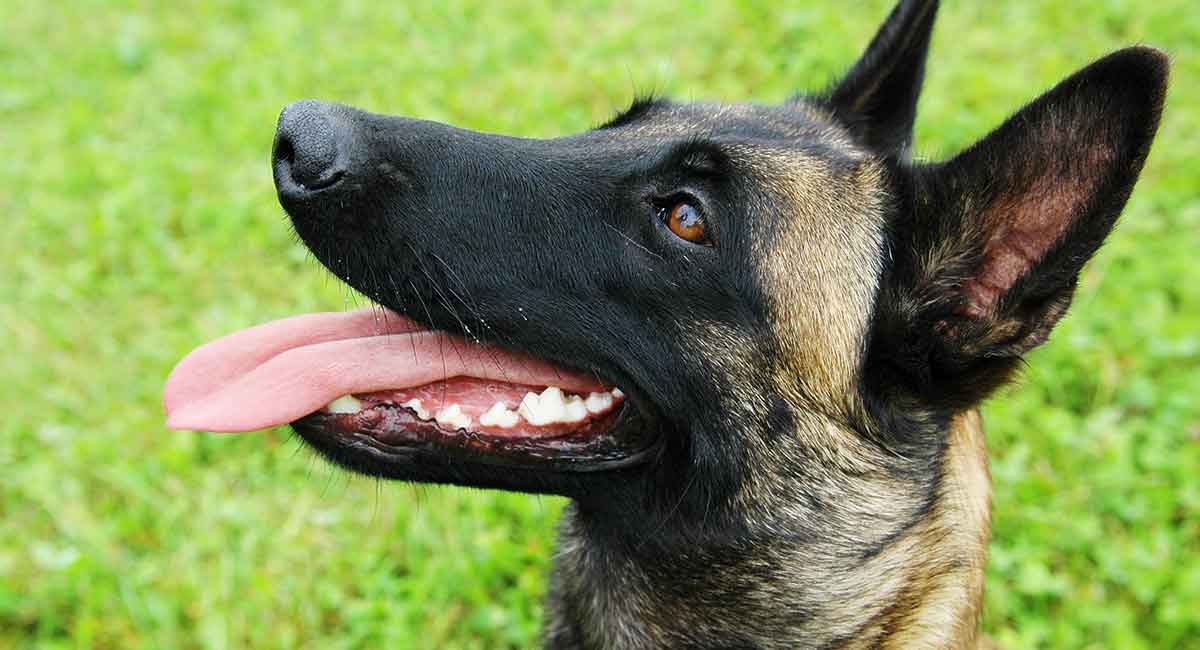 Malinois Hund Monate Alten Belgischen Schäferhund Lizenzfreie