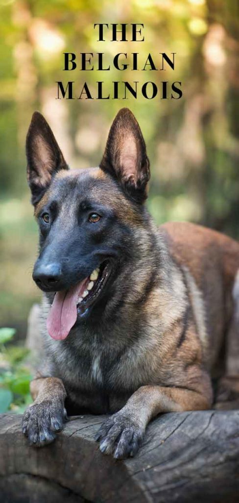 do belgian malinois shed