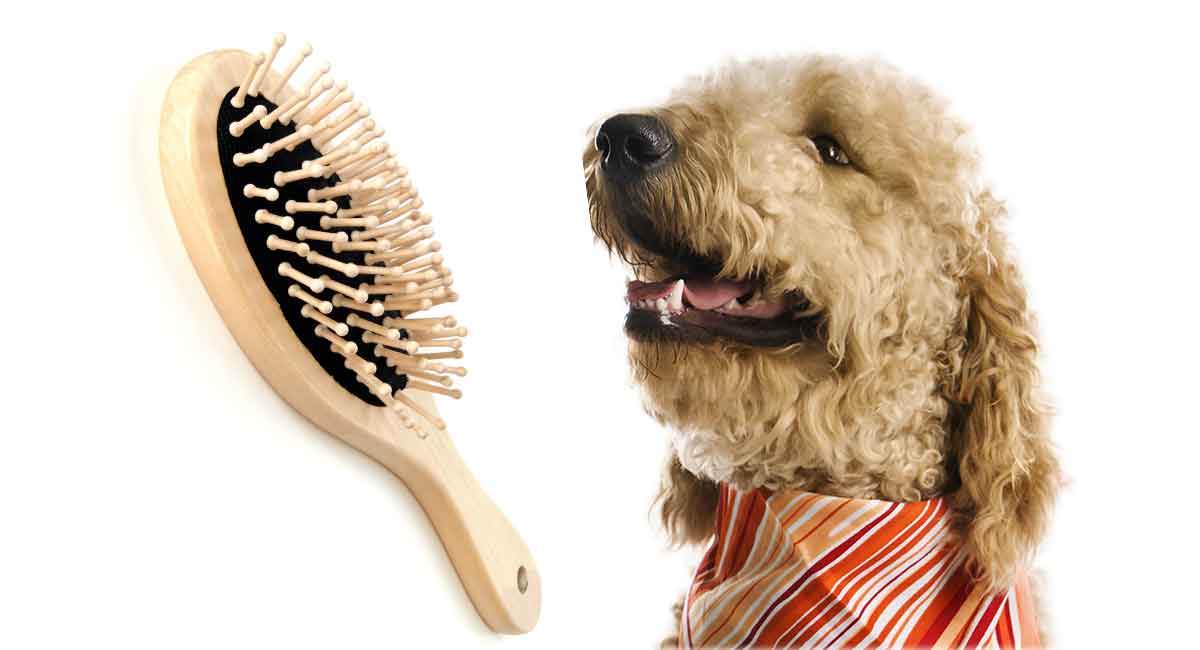 dog coat brush