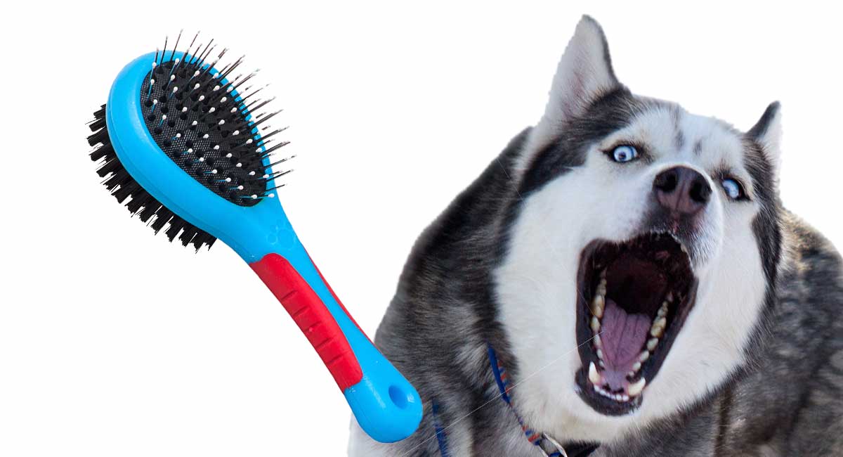 not out dog brush