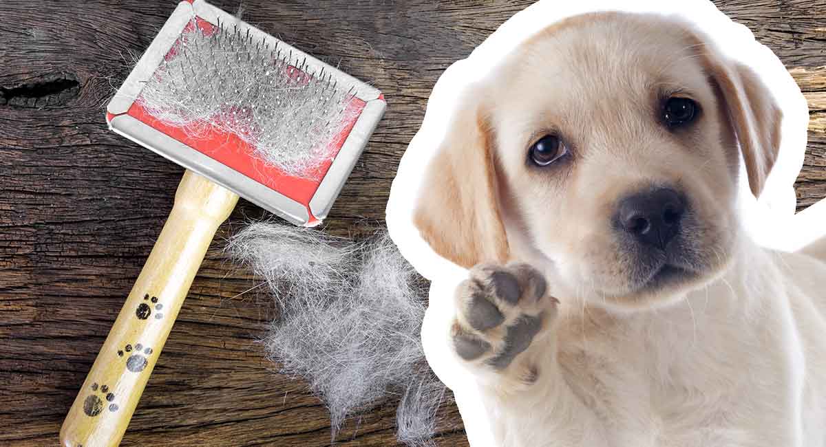 labrador grooming tools