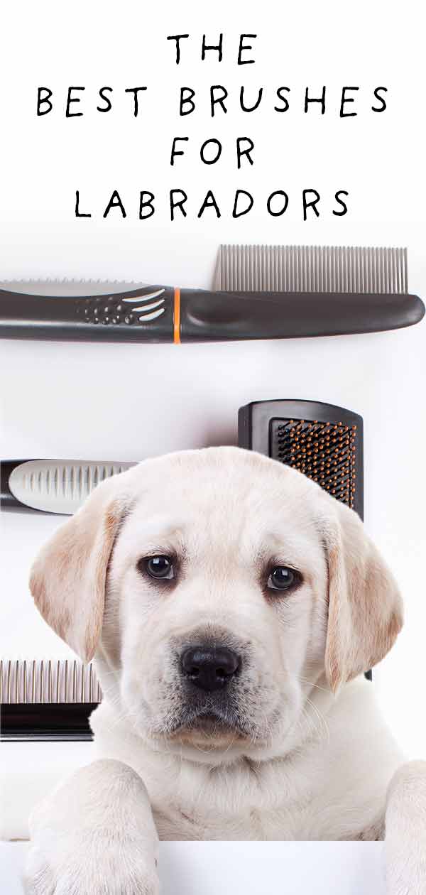 best deshedding brush for labs