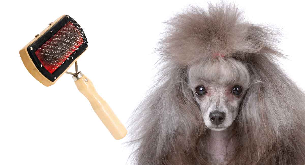 best brush for curly hair dogs