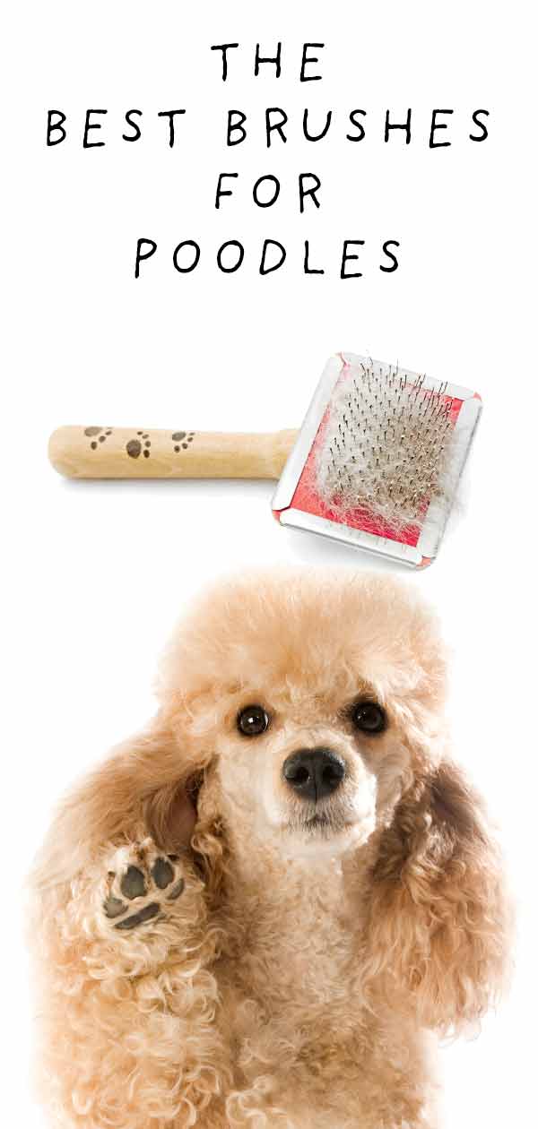 best brush for poodles