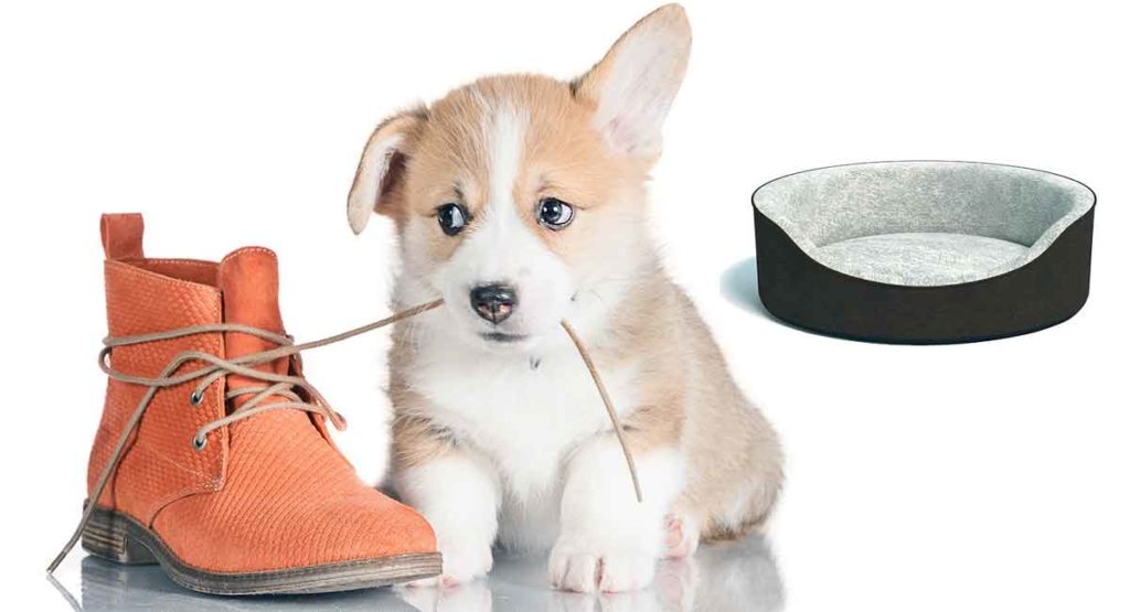 Best Dog Bed for Chewers and Bed Eaters
