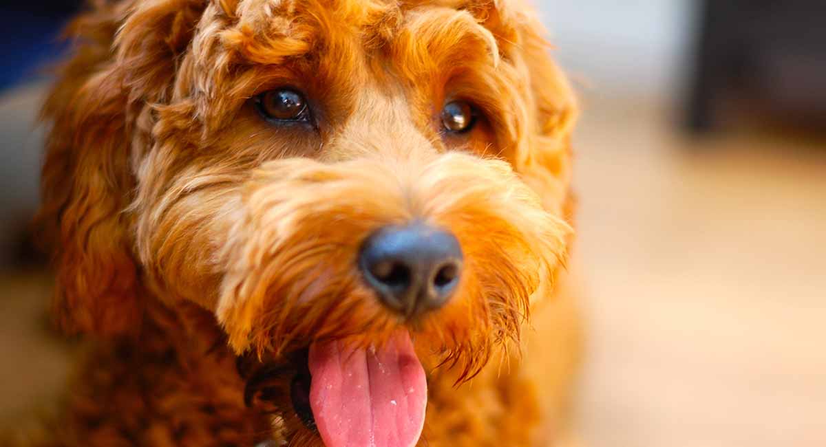 Best Dog Food for Goldendoodles to Keep Them Happy and Healthy