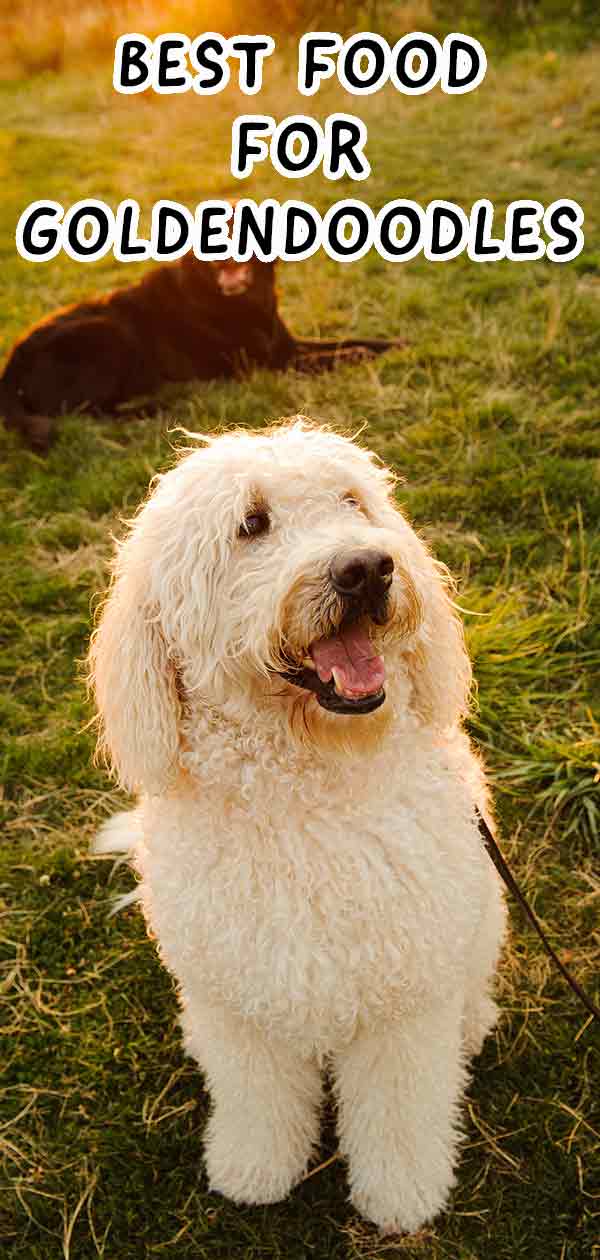 miglior cibo per cani per goldendoodles