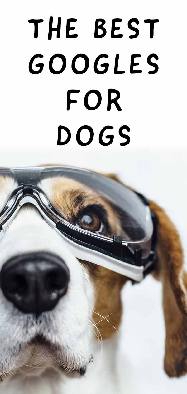 Best Dog Goggles Eye Protection or Vision Enhancement