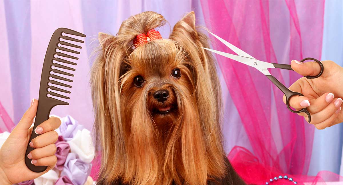 Best Dog Grooming Supplies For Keeping Their Fur Looking Fabulous