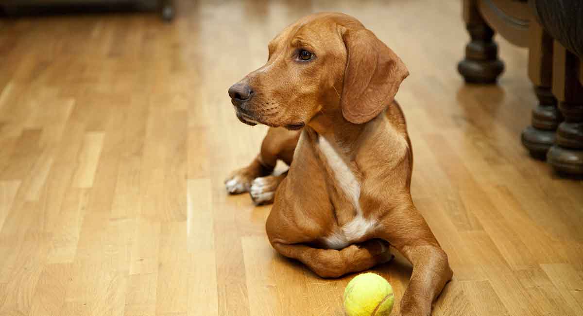 Best Flooring For Dogs 