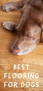 The Best Flooring for Big Dogs – A Guide to Keeping Your Home and Your Pup Happy