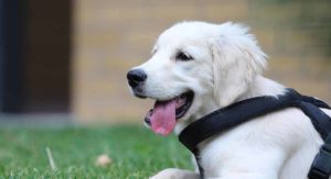 best harness for golden retriever dogs