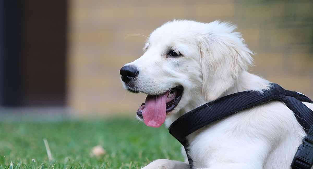 best golden retriever puppy harness