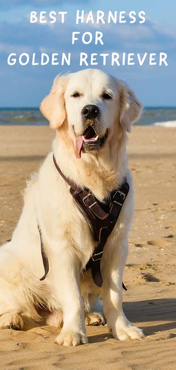 best harnesses for golden retrievers