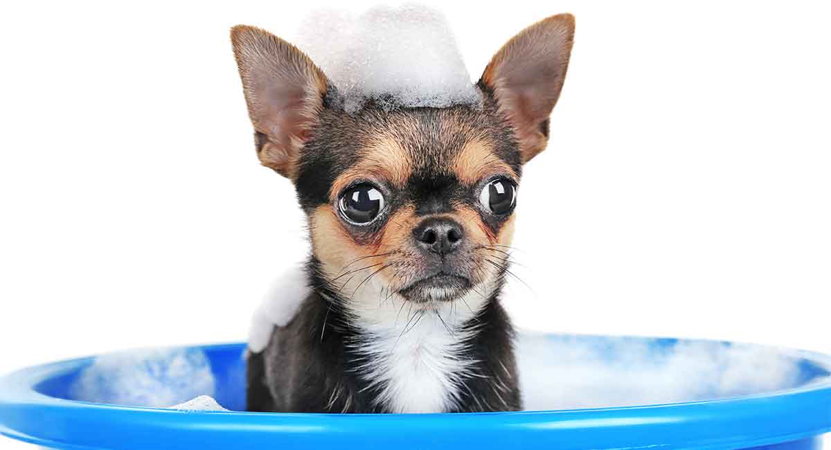 Best Shampoo for Chihuahua Dogs - From Standard Shampoo To ...