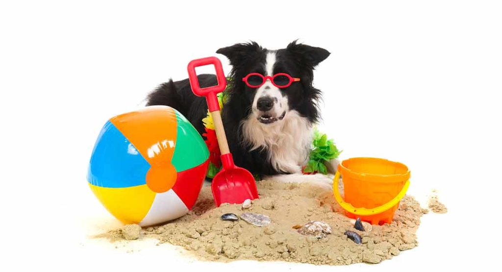 border collie toys