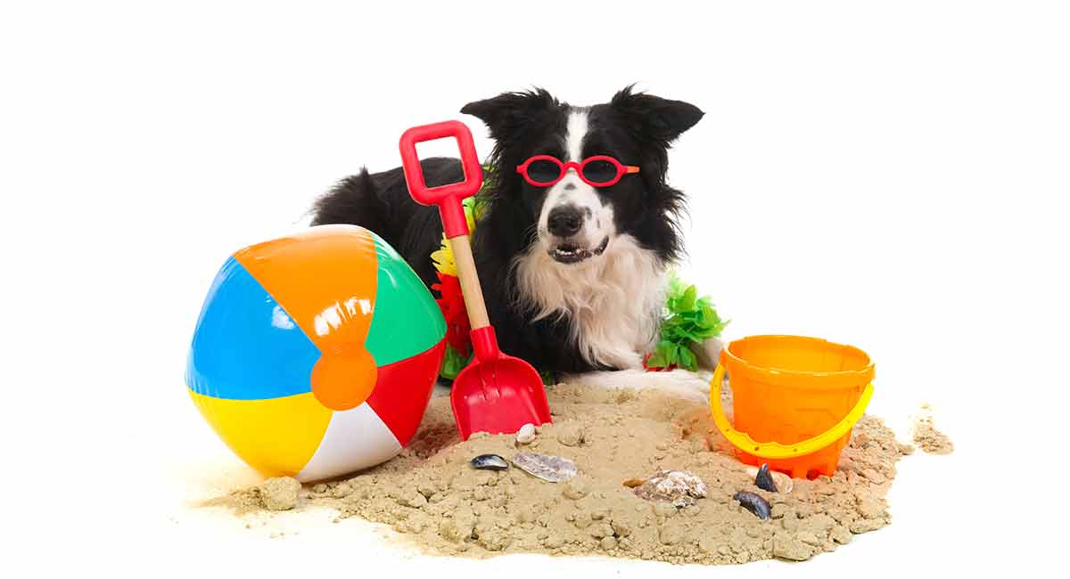 50+ Brain Boosting Interactive Puzzle Toys for Dogs - Border Collie Blog