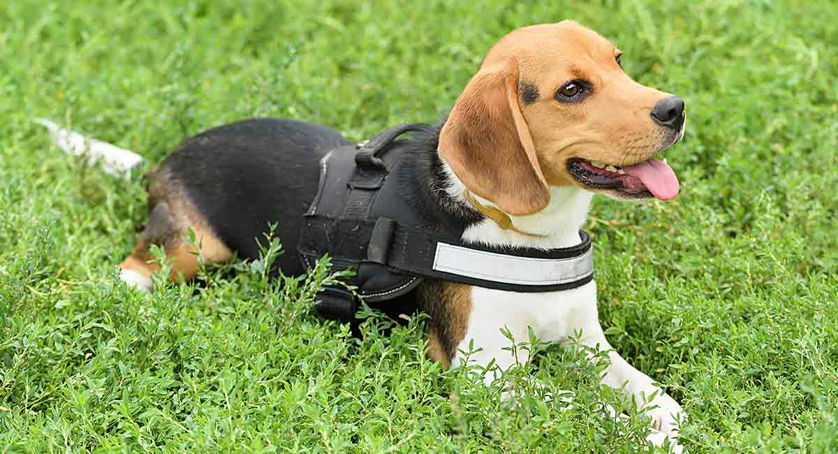 harness for beagle puppy