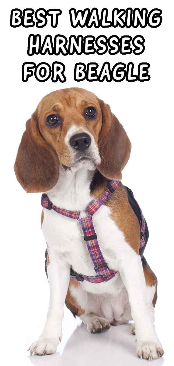 best harness for beagles that pull