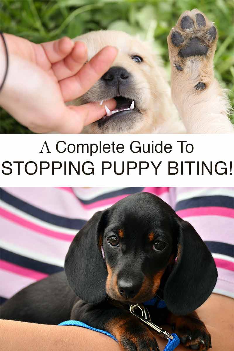 coping with puppy biting