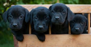 black labrador