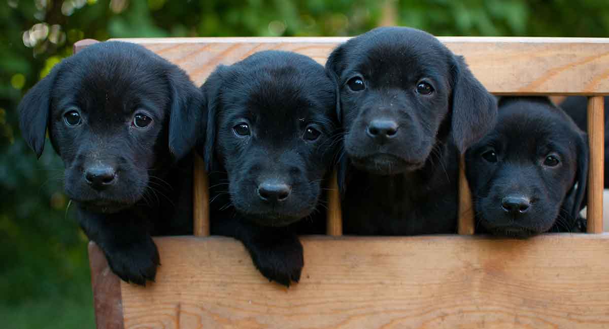 black labrador