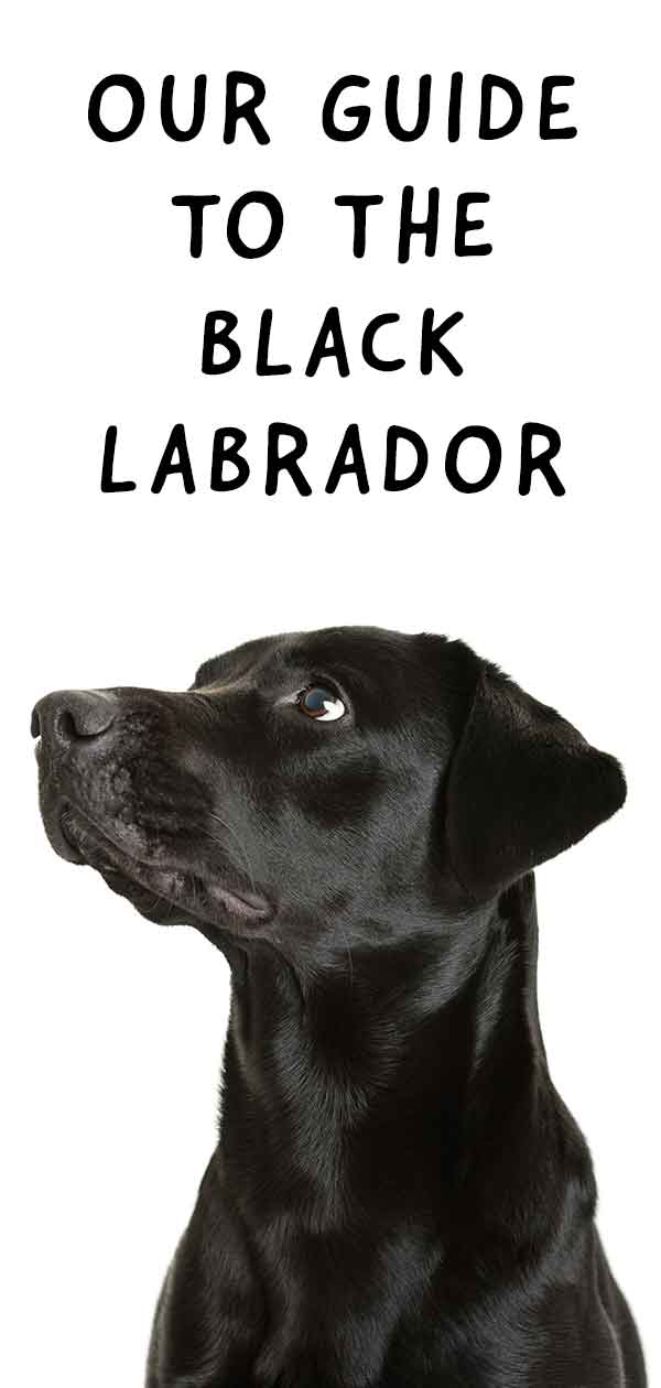 Black Labrador Everything You Need To Know About Your Black Lab