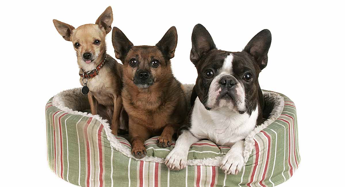 ExuallyTrans Boston Terrier Chihuahua Mix Puppies For