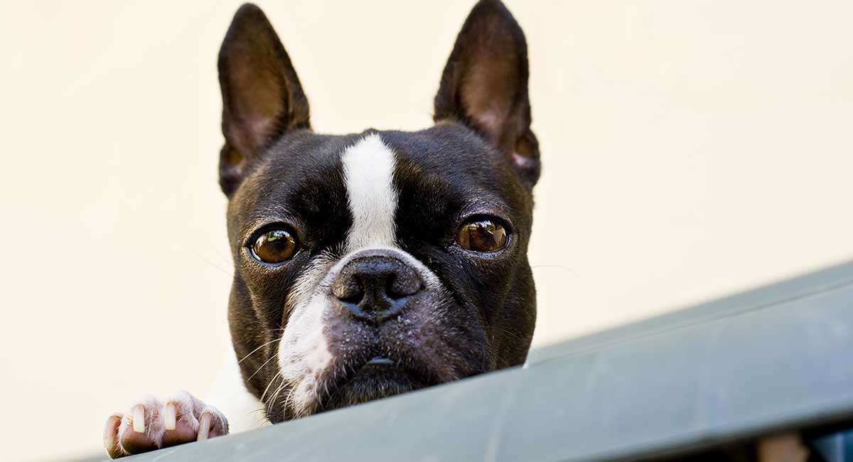 can boston terriers be left home alone