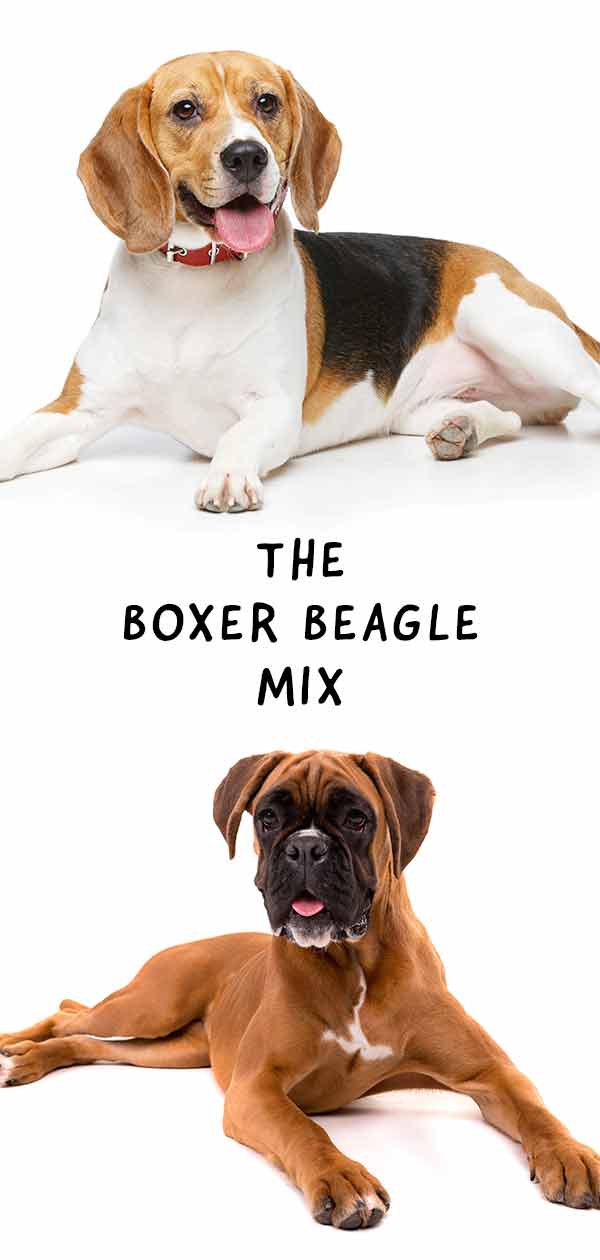 boxer-beagle keverék