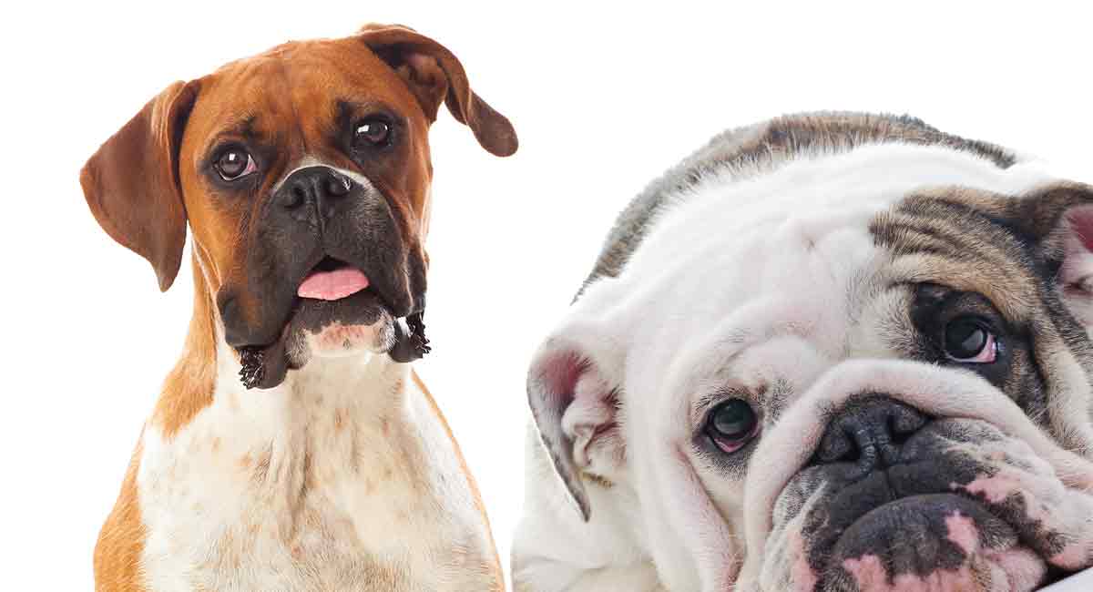 Boxer Bulldog Mix What Happens When Two Pups Combine The Happy Puppy Site