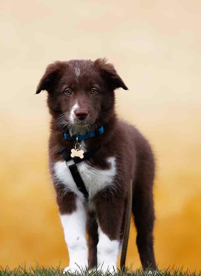 brown border collie puppy with white patches