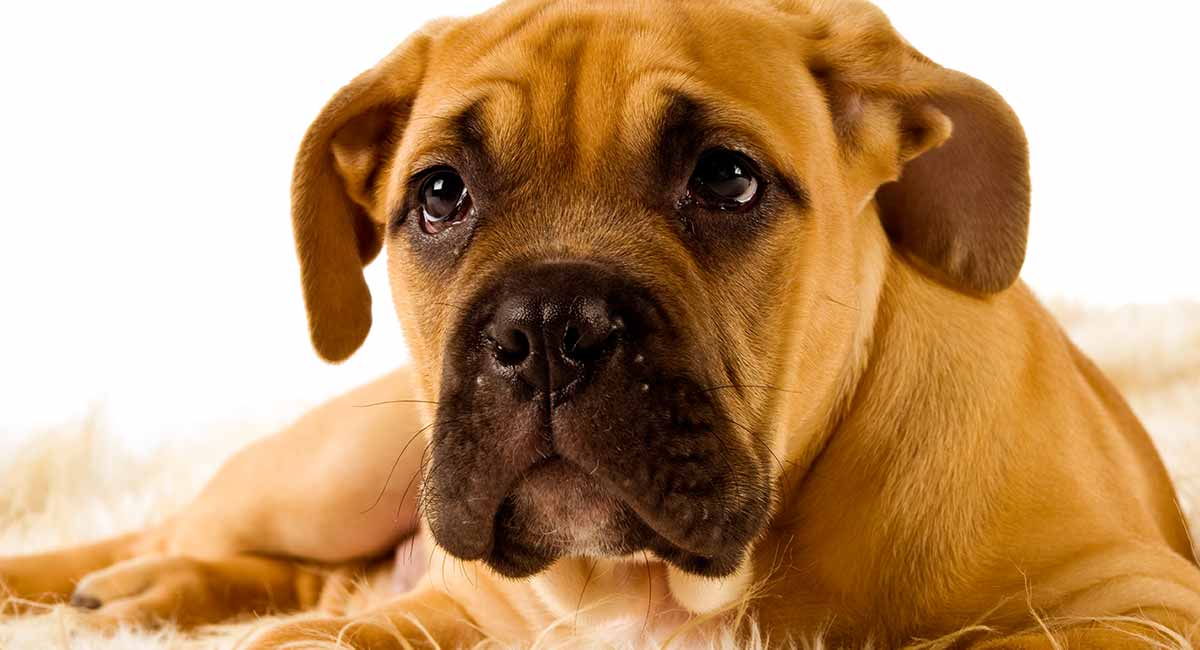 Bullmastiff - Just A Great Guard Dog, Or The Perfect Pet?