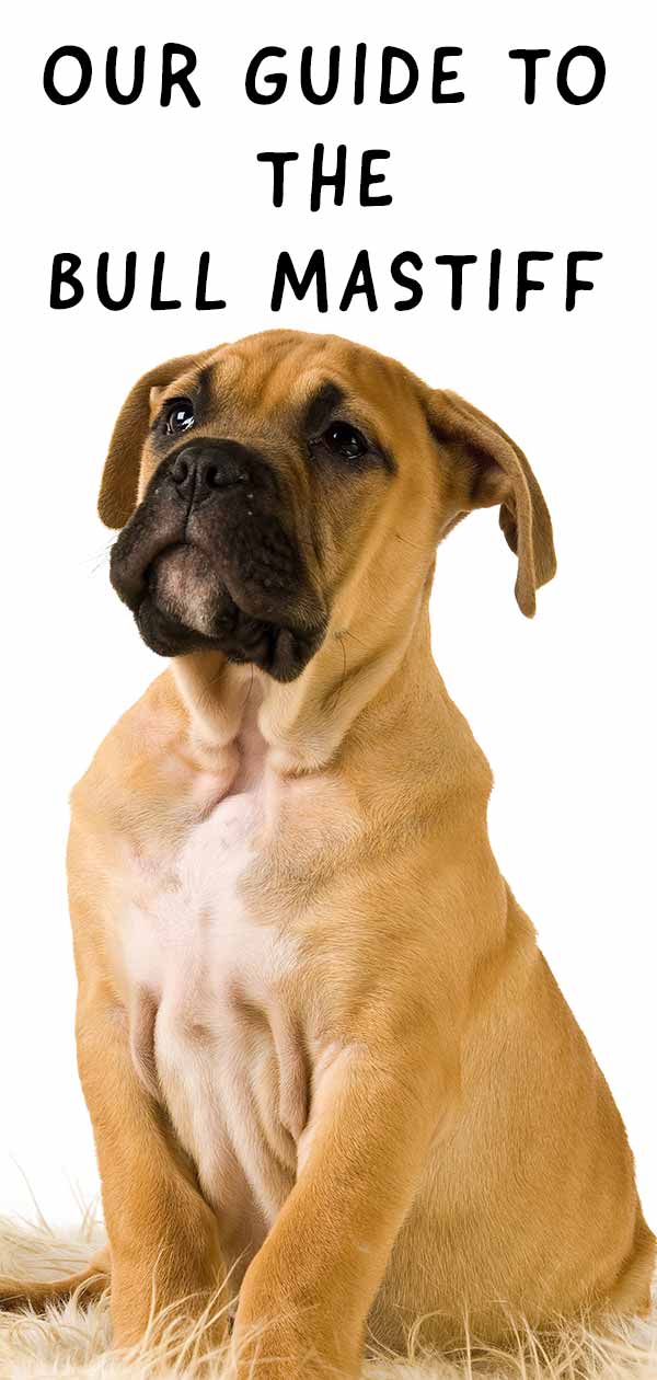 how big will my bullmastiff get