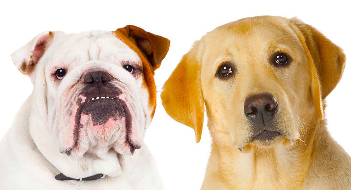 bulldog and lab mix puppies